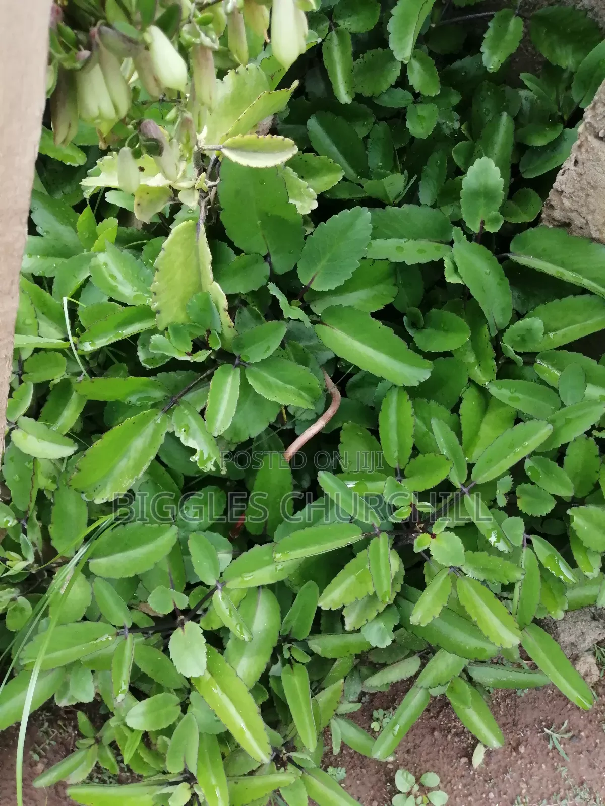 Miracle Leaf Taameawu – Ultimate Health Inner Spirit Herbs