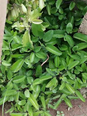 Miracle Leaf Taameawu – Ultimate Health Inner Spirit Herbs