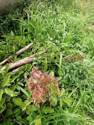 Miracle Leaf Taameawu – Ultimate Health Inner Spirit Herbs