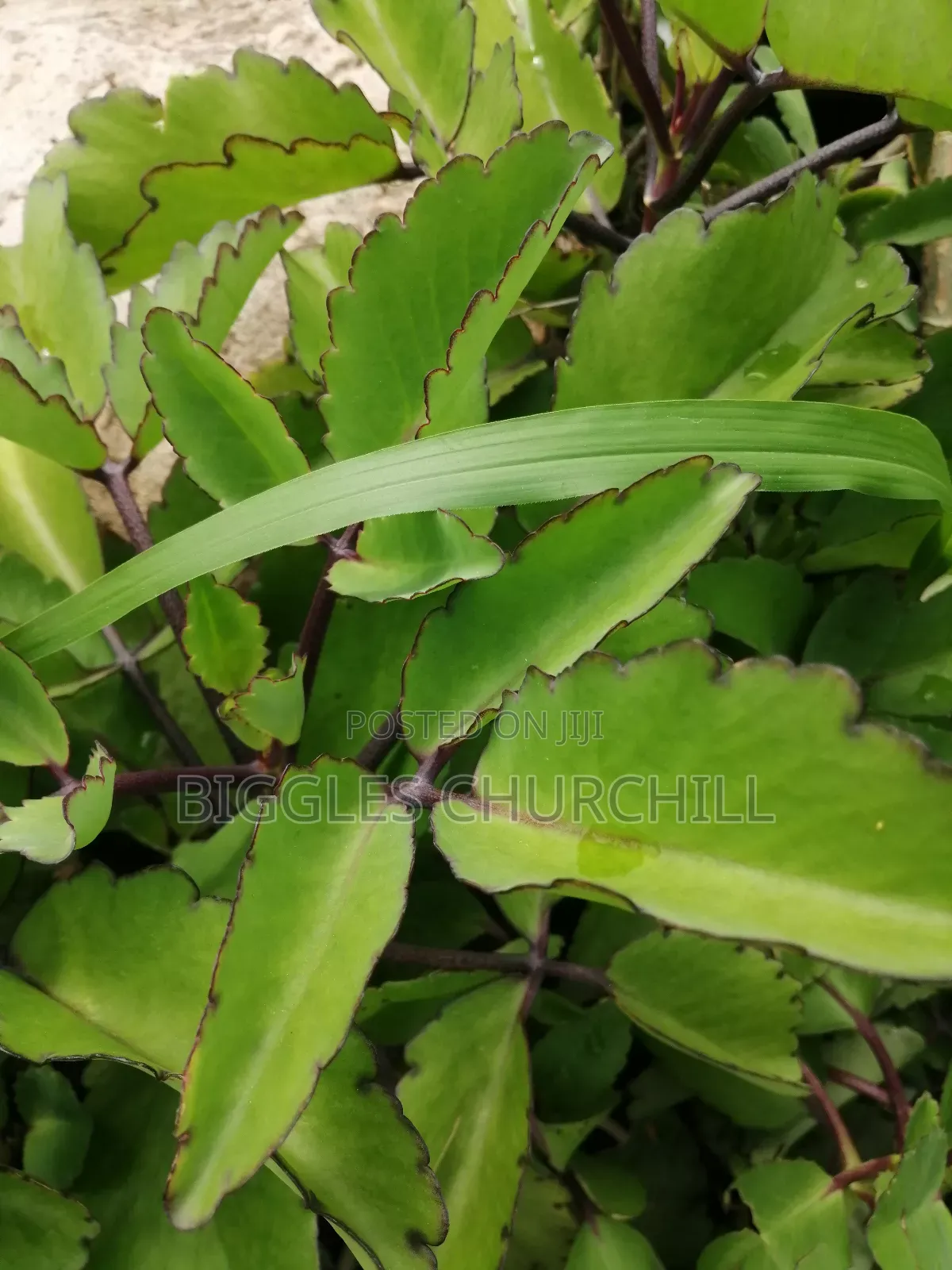 Miracle Leaf Taameawu – Ultimate Health Inner Spirit Herbs
