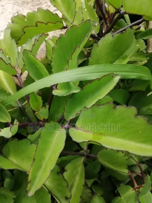 Miracle Leaf Taameawu – Ultimate Health Inner Spirit Herbs
