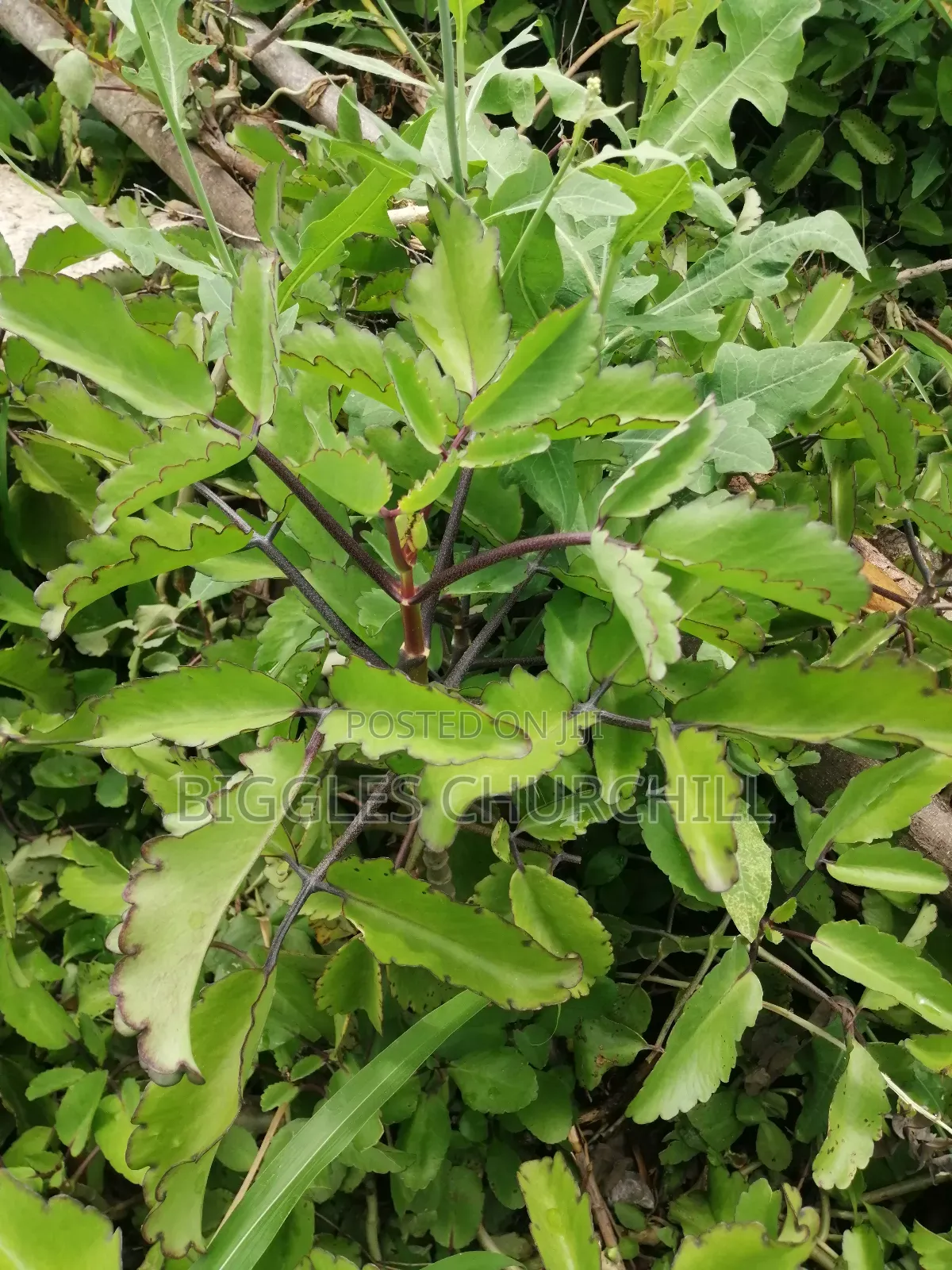Miracle Leaf Taameawu – Ultimate Health Inner Spirit Herbs
