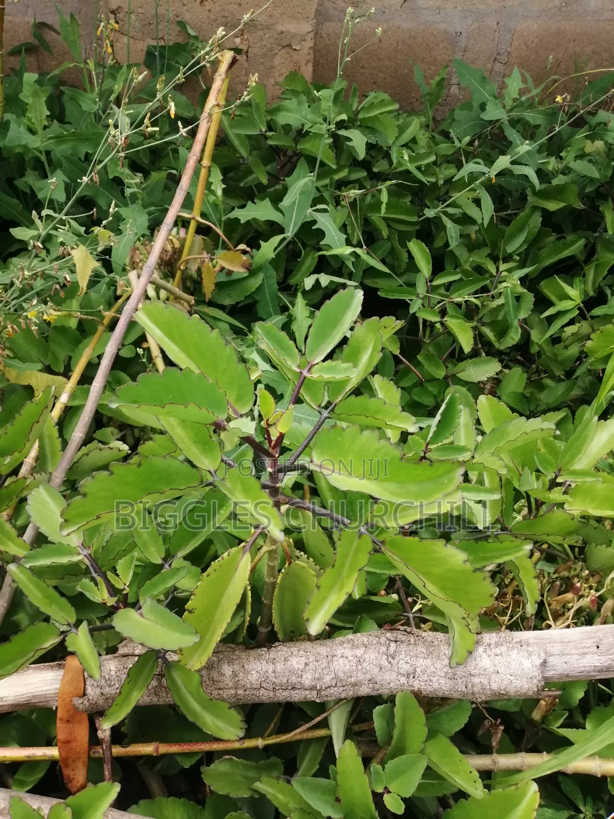 Miracle Leaf Taameawu – Ultimate Health Inner Spirit Herbs
