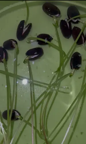 Hydroponic Lotus Flower Seeds
