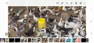 Male Pekin and Muscovy for Meat