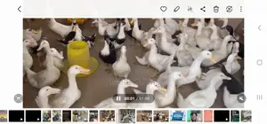 Male Pekin and Muscovy for Meat