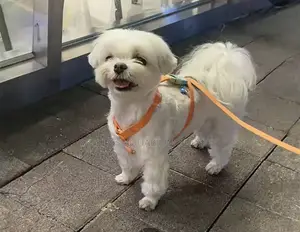 1-3 months Female Purebred Maltese