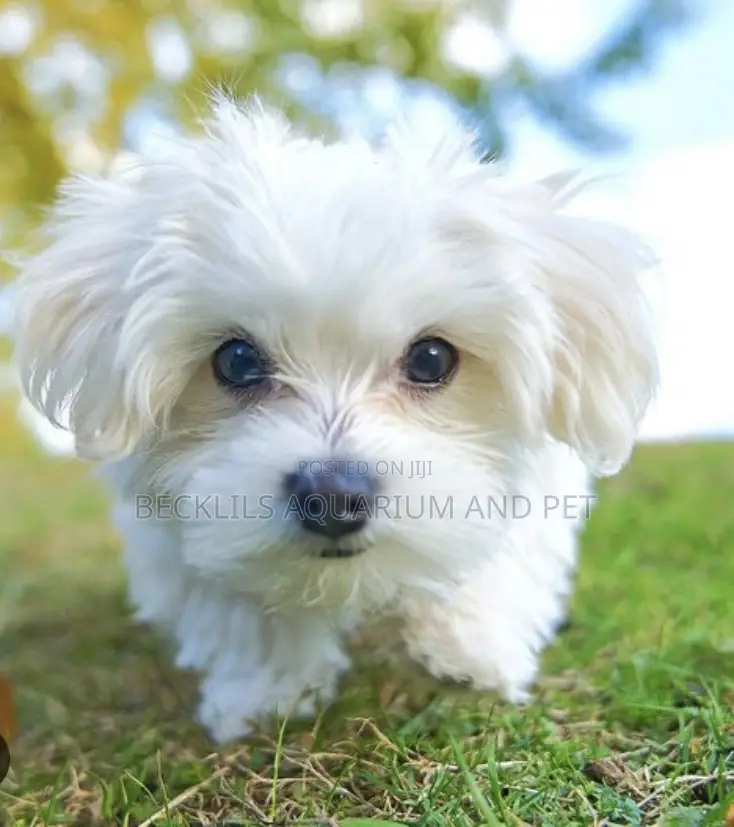 1-3 months Male Mixed Breed Maltese