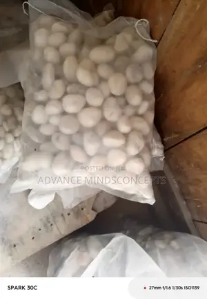 White Pebble Stone