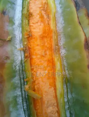 Fluted Pumpkin, Ugu, Telfairia Occidentalis Seeds