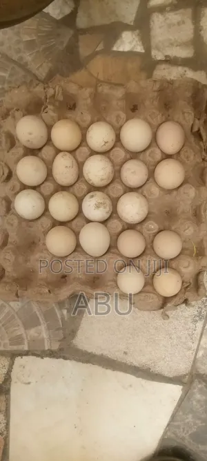 Fertile Guinea Fowl Eggs for Sell