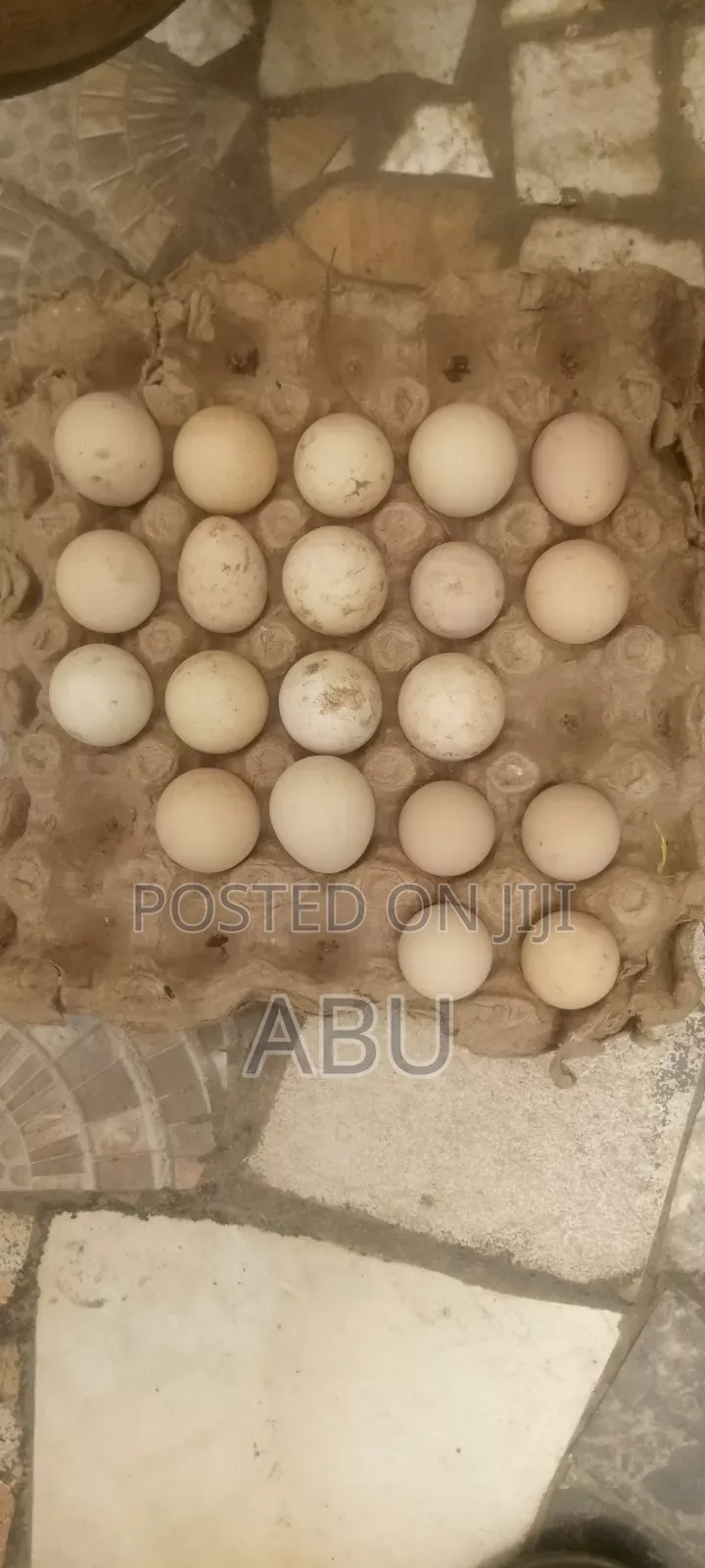 Fertile Guinea Fowl Eggs for Sell