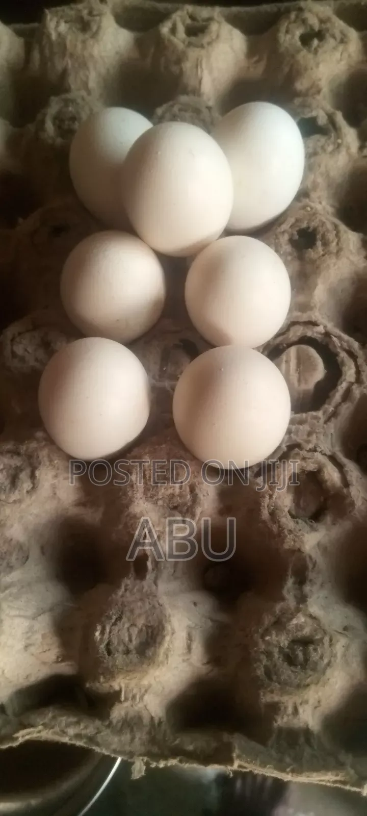 Fertile Guinea Fowl Eggs for Sell