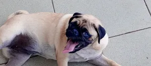 Photo - 6-12 months Female Purebred Pug