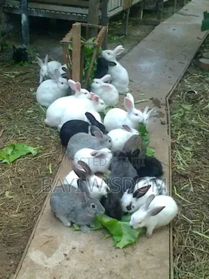 Rabbits in Ghana for sale Prices on Jiji.com.gh