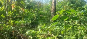One Acre Farm Land Augently for Sale at Kwabere Kasaam