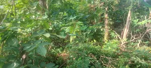One Acre Farm Land Augently for Sale at Kwabere Kasaam