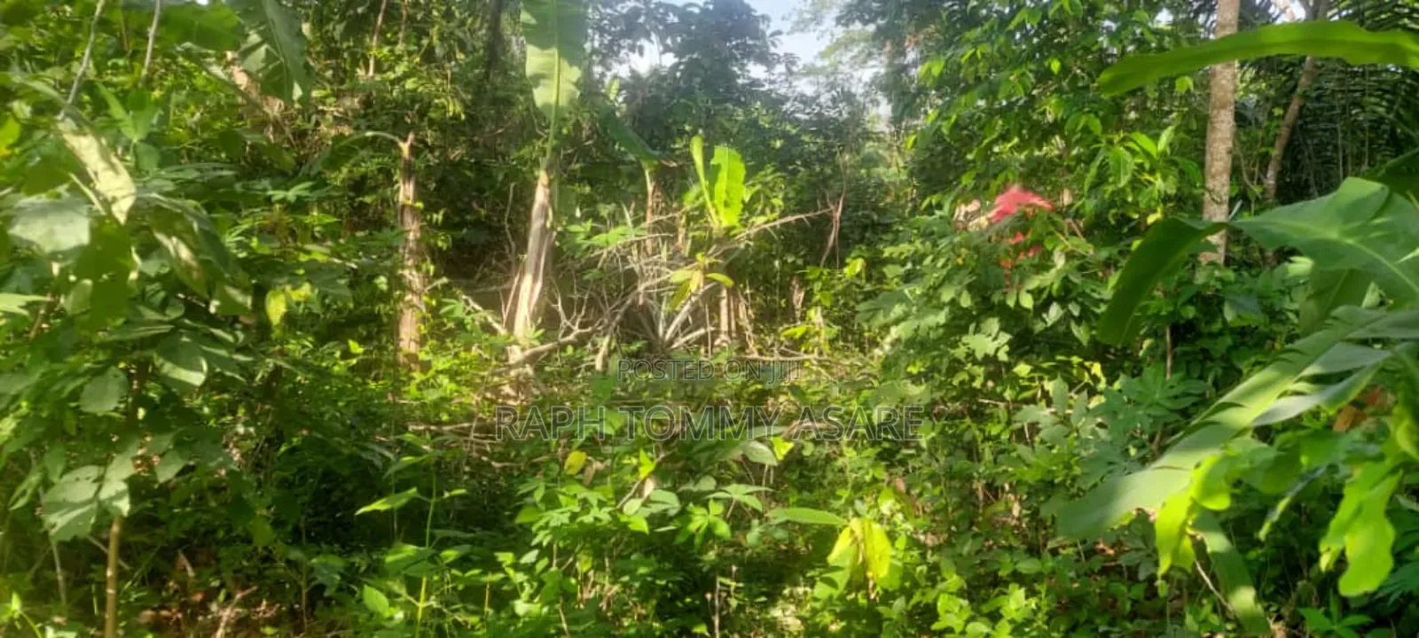 One Acre Farm Land Augently for Sale at Kwabere Kasaam