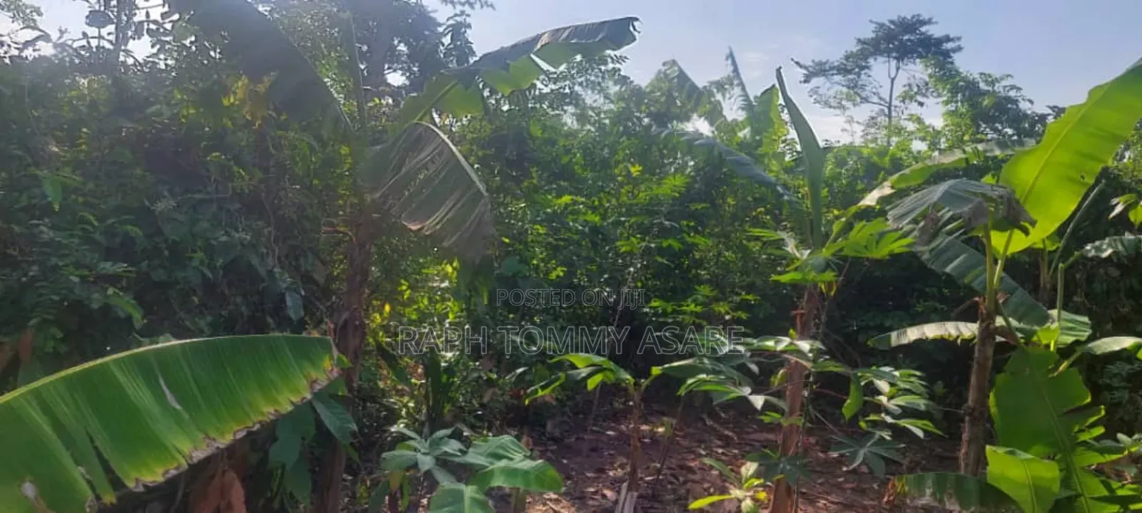 One Acre Farm Land Augently for Sale at Kwabere Kasaam