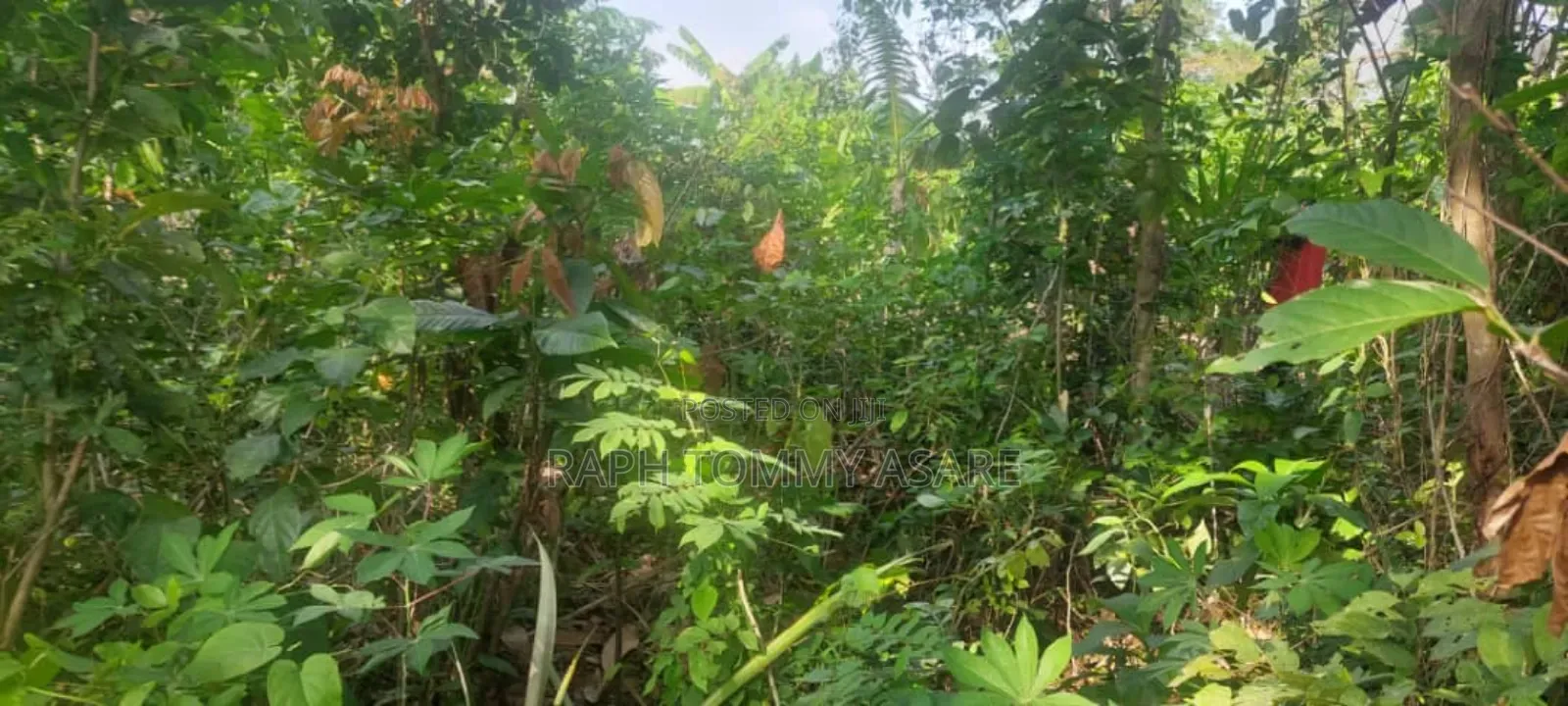 One Acre Farm Land Augently for Sale at Kwabere Kasaam