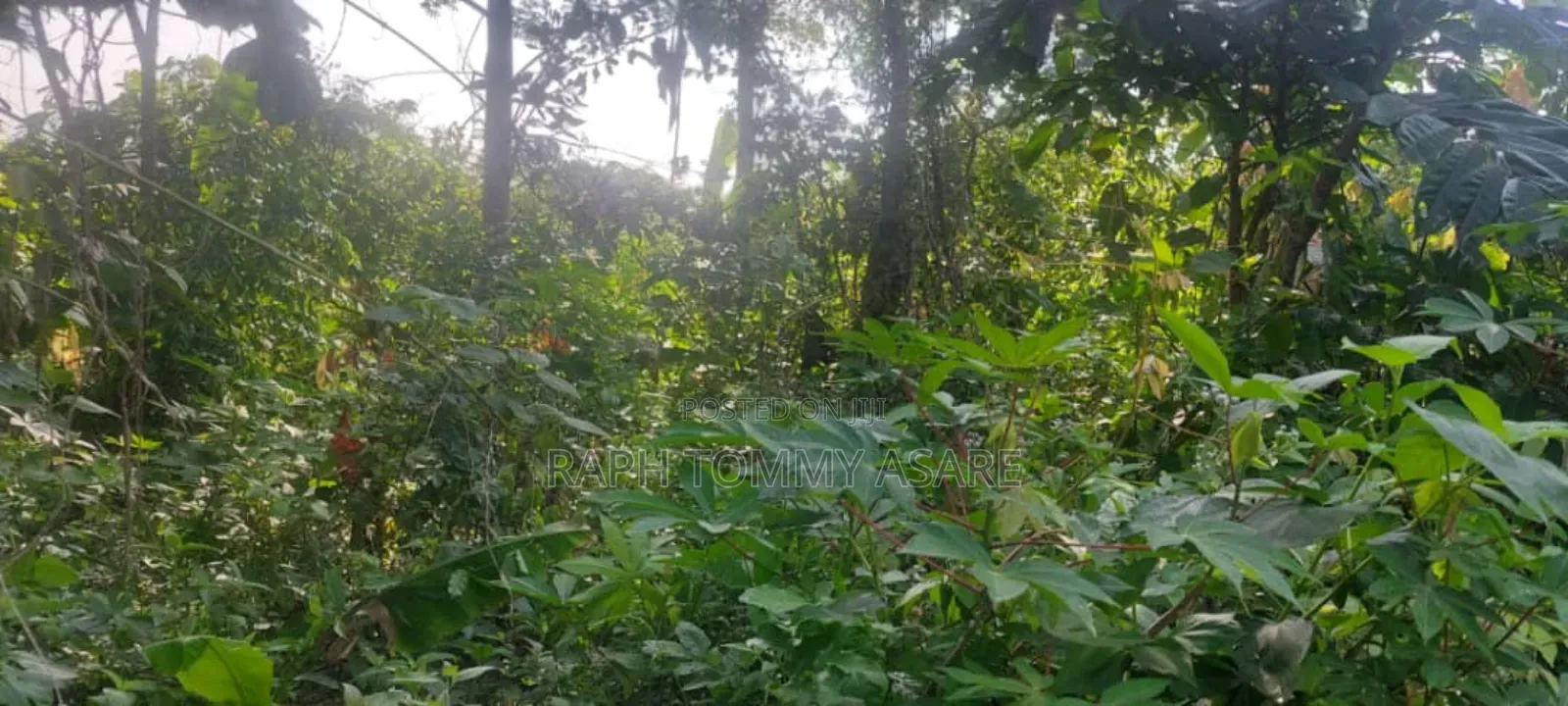 One Acre Farm Land Augently for Sale at Kwabere Kasaam
