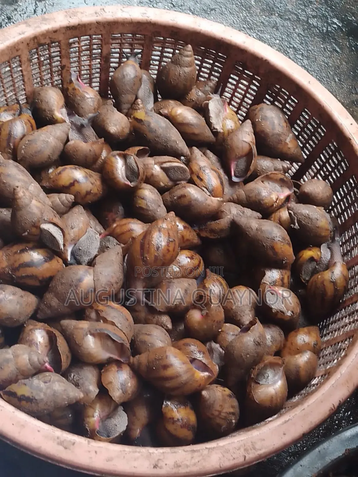 Point of Lay Snails
