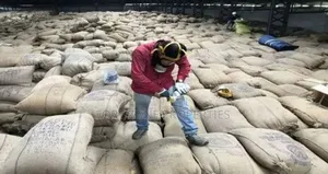 Processing Factories Fumigation With Cleantex