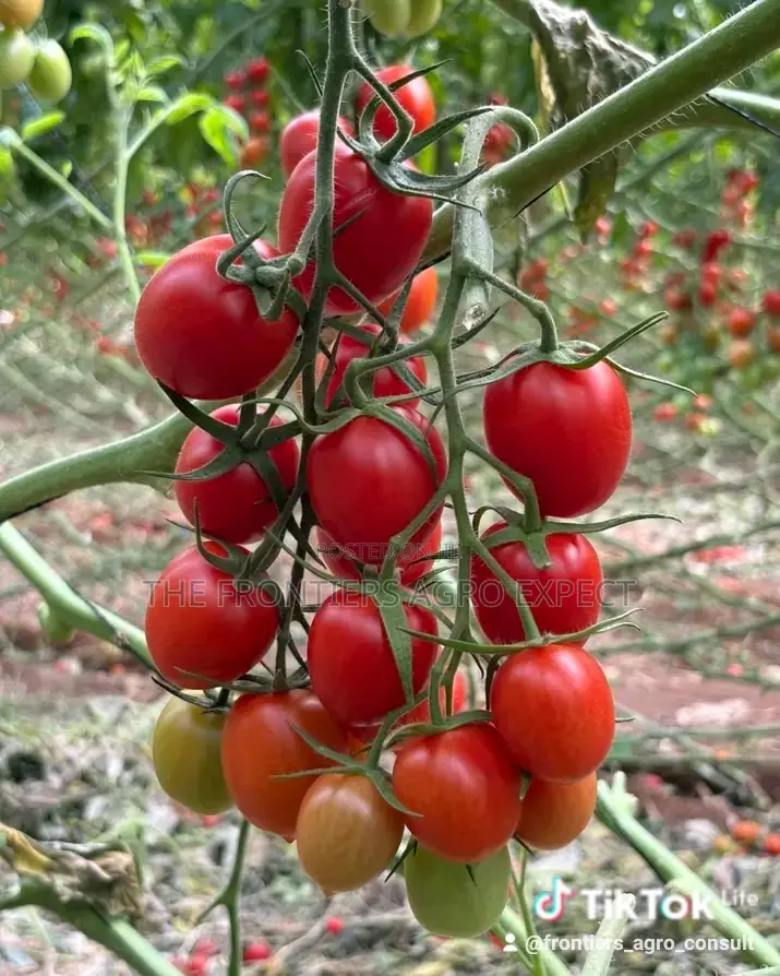 Greenhouse for Vegetables