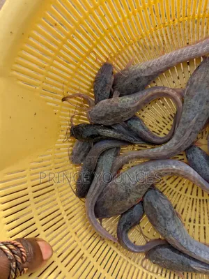 Hybrid Catfish Fingerlings