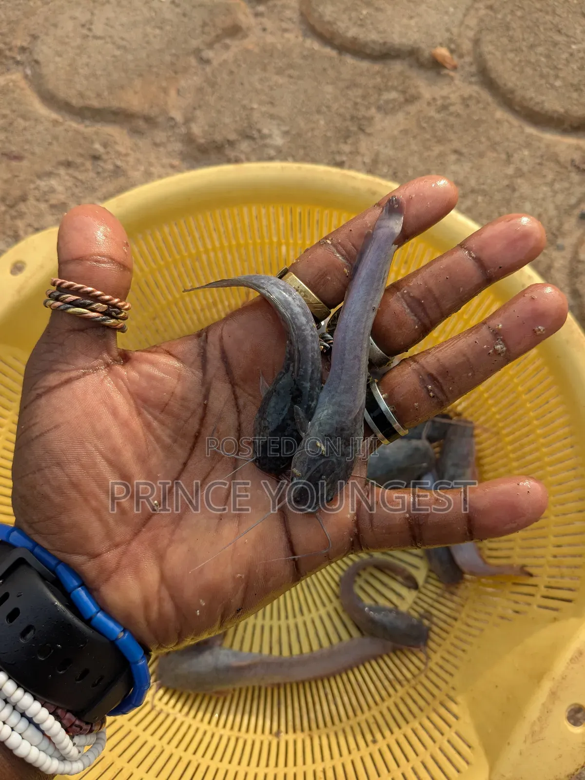 Hybrid Catfish Fingerlings