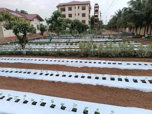 Backyard Vegetable Irrigation Farm Setup