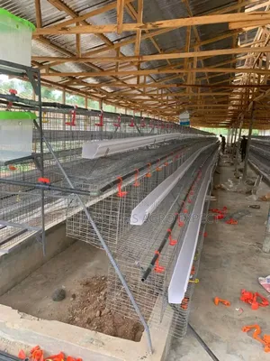Battery Cage and Coop Construction
