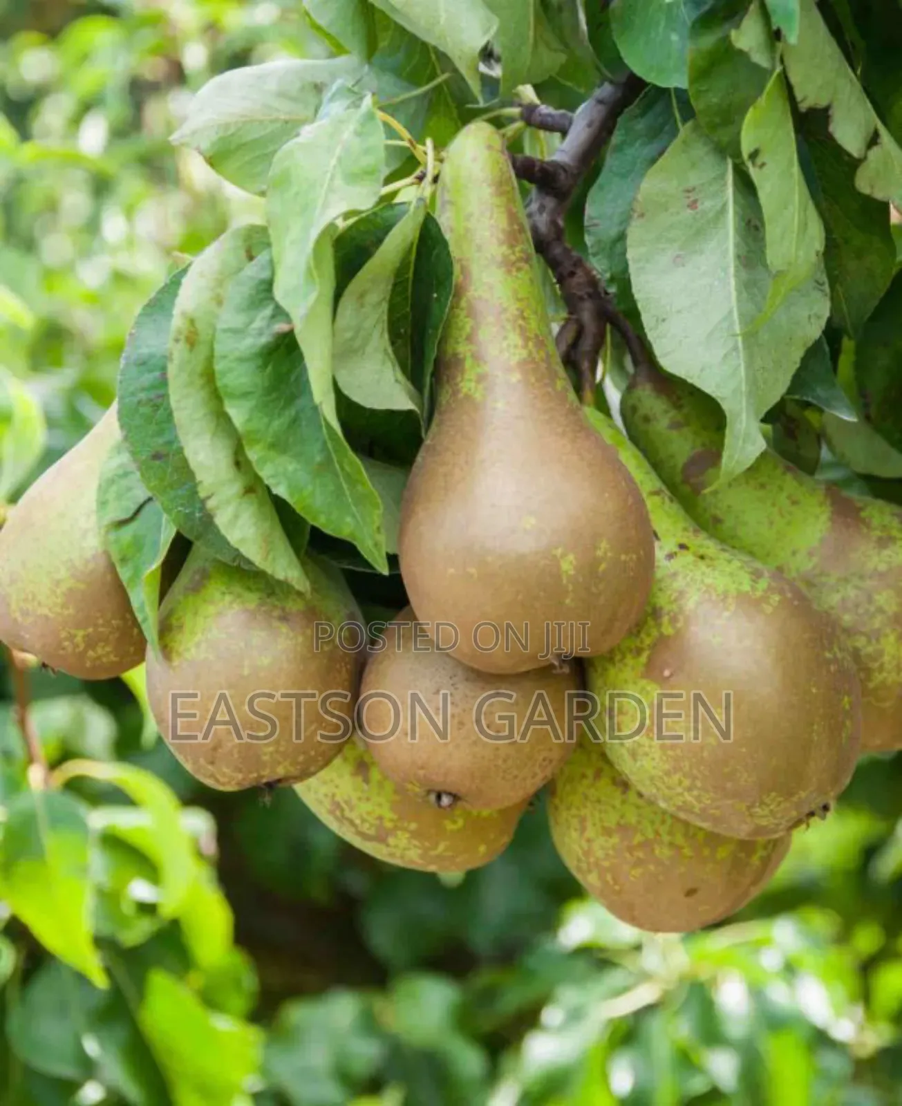 Apple Pear Seedlings
