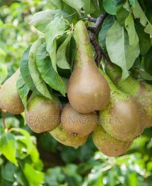 Apple Pear Seedlings