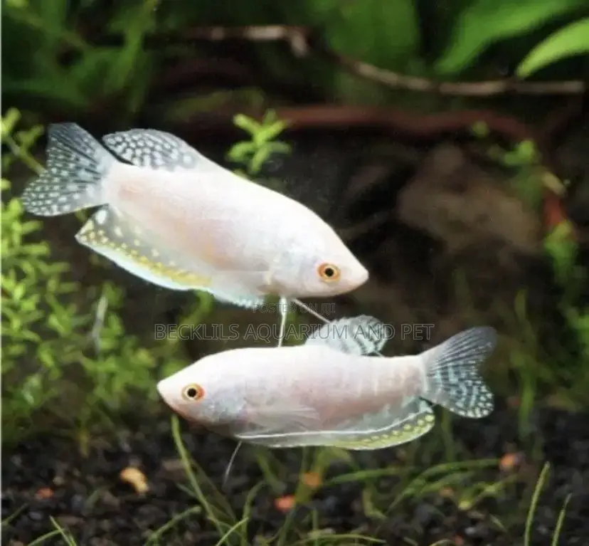 White Gourami Fish