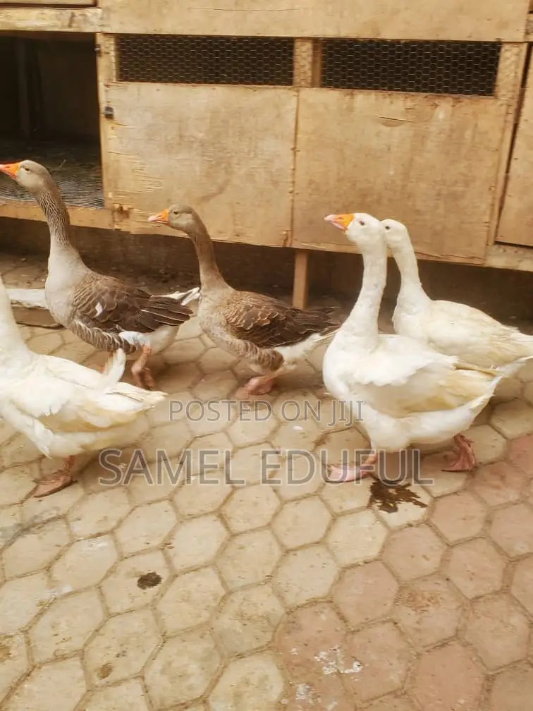 Male and Laying Female Geese Forsale