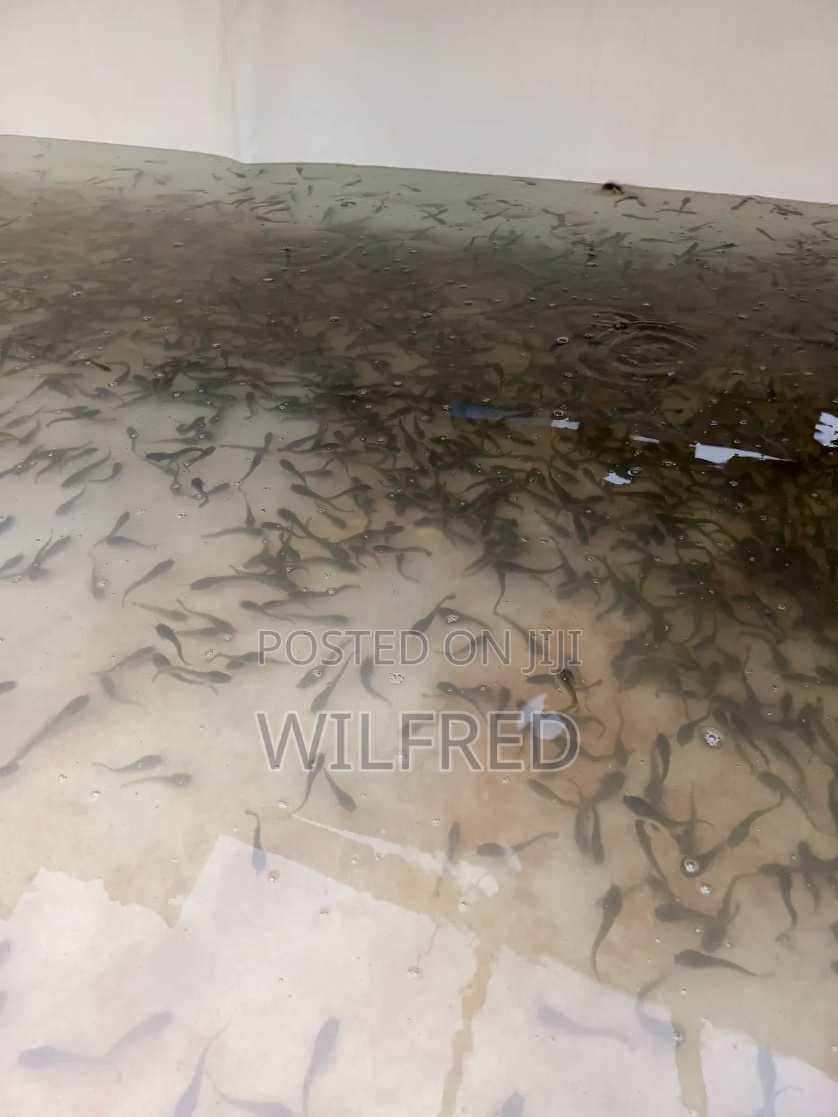 Fast Growing Catfish Fingerlings and Juveniles Available
