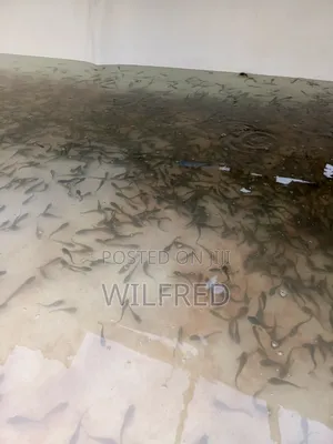 Fast Growing Catfish Fingerlings and Juveniles Available