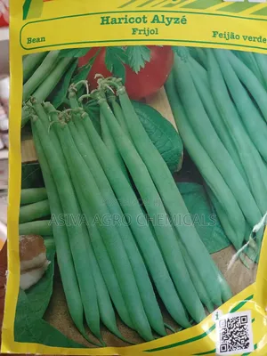 Beans Haricot (Green Beans) Seeds