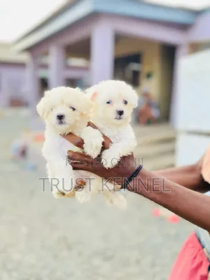 1-3 months Female Purebred Maltese