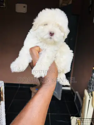 1-3 months Female Purebred Poodle