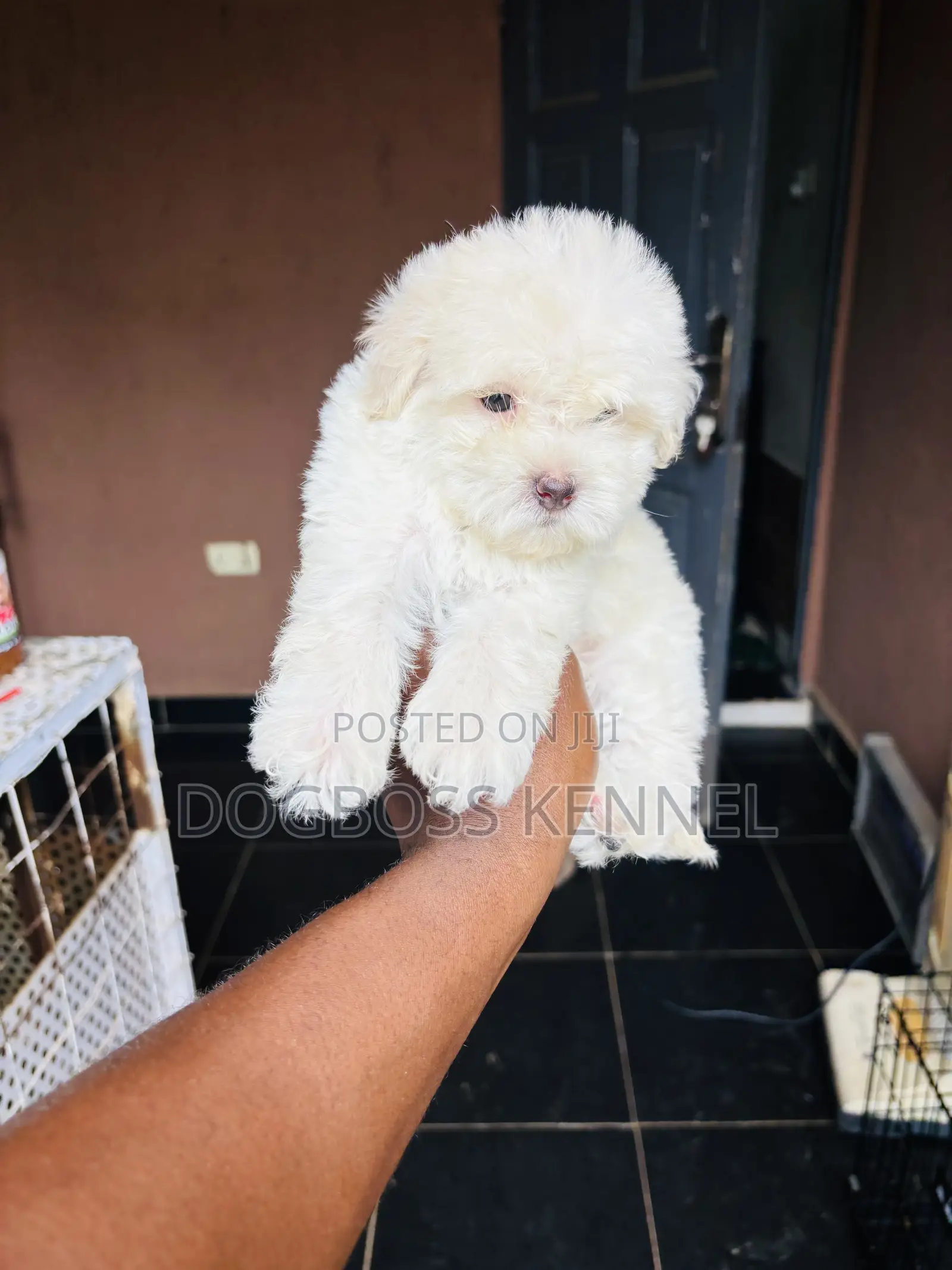 1-3 months Female Purebred Poodle