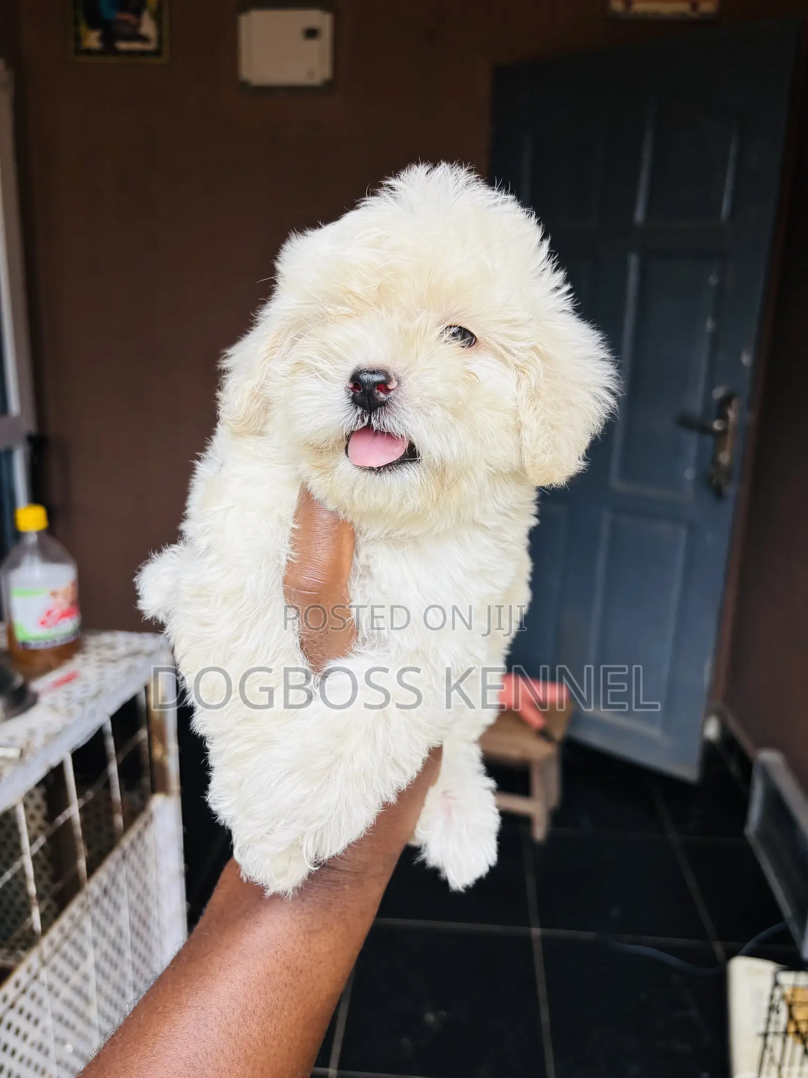1-3 months Female Purebred Poodle