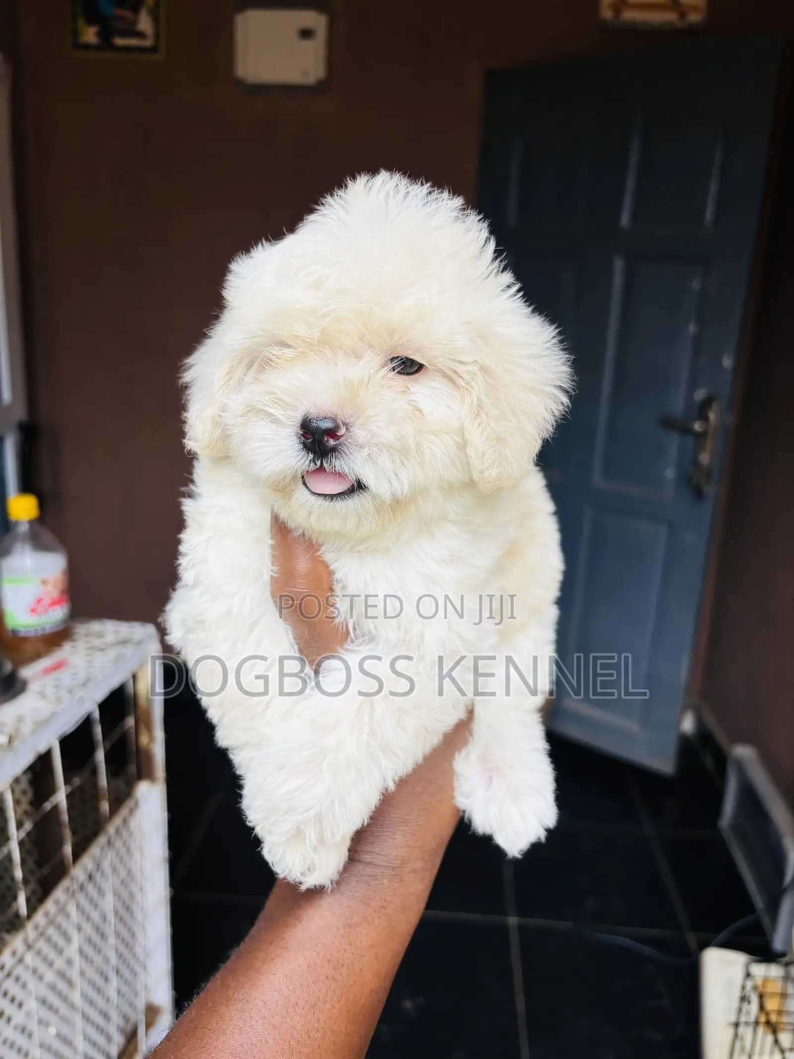 1-3 months Female Purebred Poodle