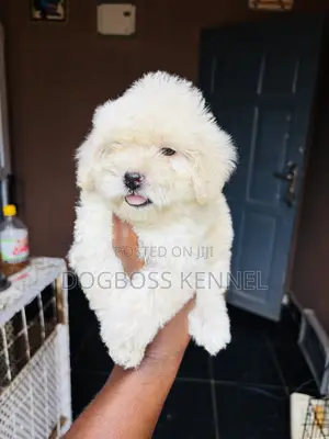 1-3 months Female Purebred Poodle