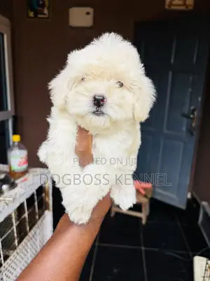 1-3 months Female Purebred Poodle