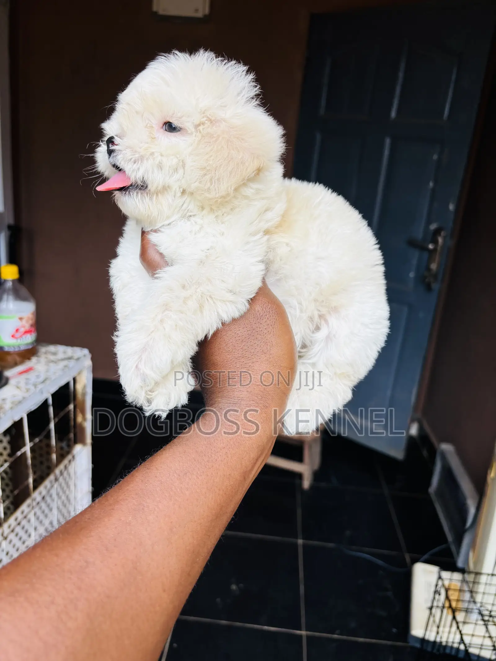 1-3 months Female Purebred Poodle