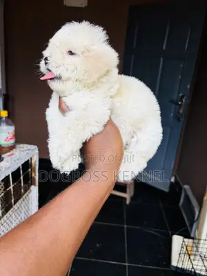 1-3 months Female Purebred Poodle