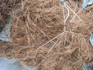 Treated Coconut Fiber For Biodigester