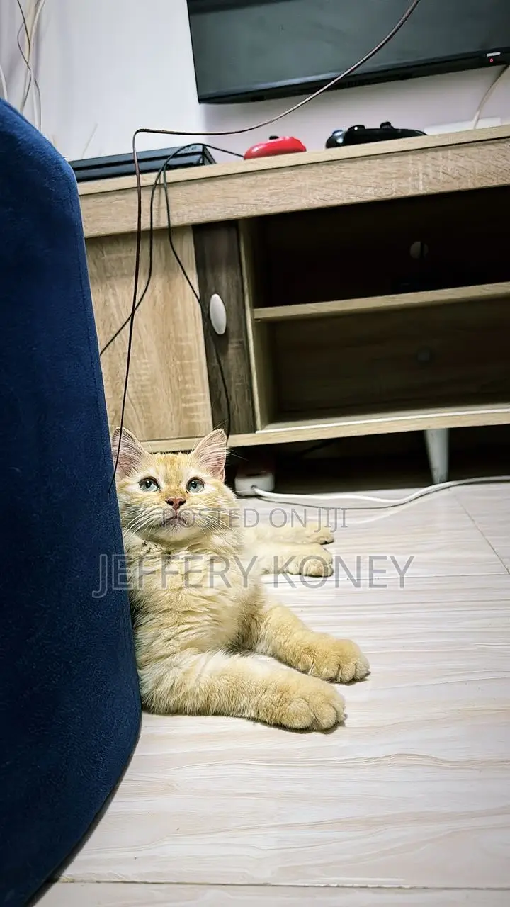 6-12 months Female Purebred Persian